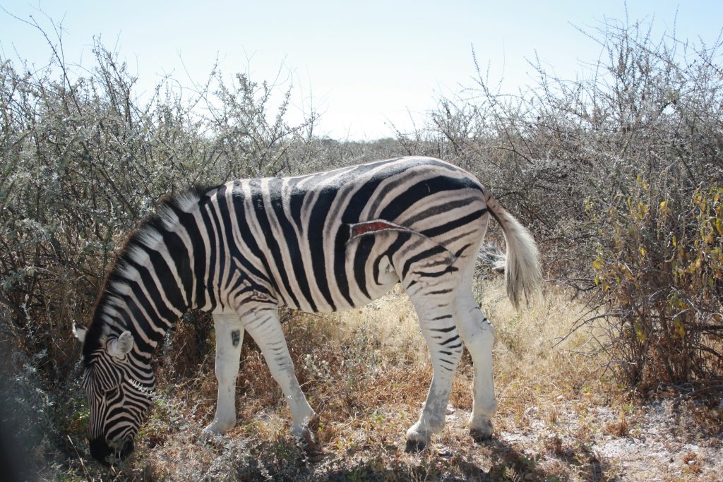 Wounded Zebra in Etosha