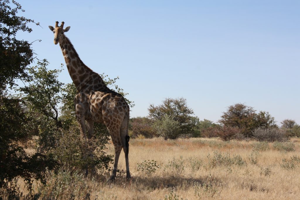 Giraffe in etosha